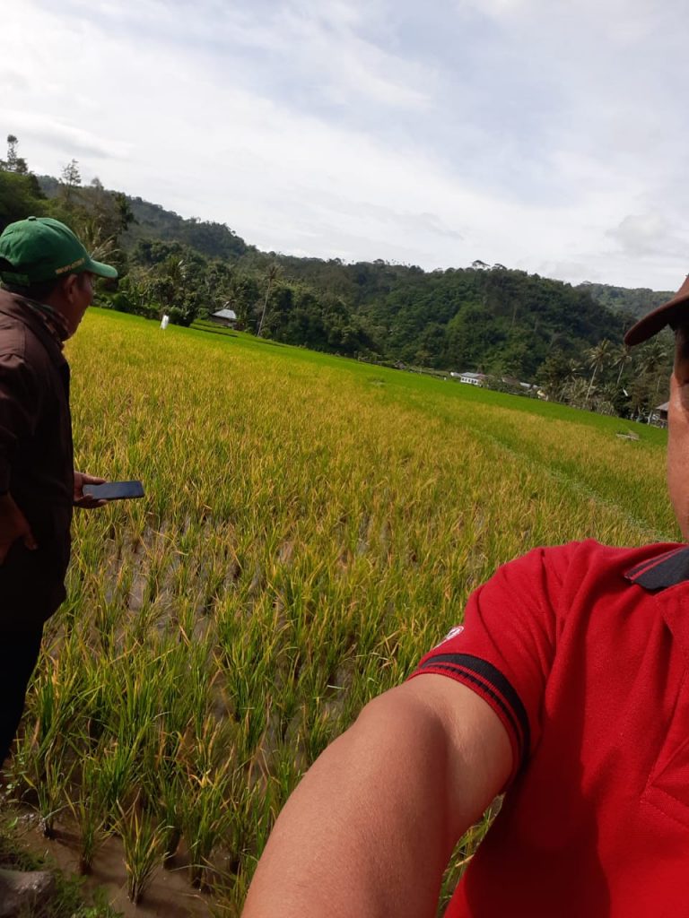 Petani Di Desa Muara Sindang Mengeluh Di Duga Tanaman Padi Di Serang